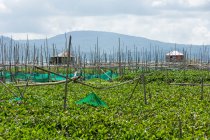 Indonesia, Sulawesi Utara, Kabah Minahasa, vegetable growing in the water, Danau Tondano lake on Sulawesi Utara — Stock Photo