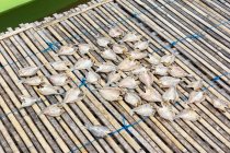 Indonesia, Sulawesi Selatan, Kabupaten Soppeng, Fish cut for consumption, Lake Danau Tempe — Stock Photo