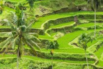 Indonesien, Bali, Kabudaten gianyar, Palmen zwischen Reisfeldern am buddhistischen Tempel pura tirta empul — Stockfoto