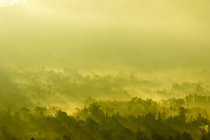 Индонезия, Бали, Каблиатс Бангли, На вулкане Батур, солнечные лучи и туманные ветры над лесом — стоковое фото
