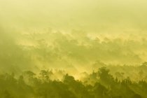 Indonesien, bali, kabliats bangli, auf dem Vulkan batur, Sonnenstrahlen und Nebelwinde über einem Wald — Stockfoto