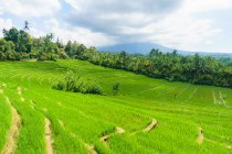 Индонезия, Бали, Кабан Табанан, ландшафт с пышными зелеными рисовыми полями — стоковое фото
