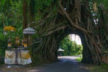 Индонезия, Бали, Кабупатен Джембрана, Древнее дерево с пещерой для дороги в Пулуа — стоковое фото
