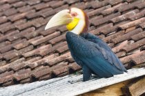 Indonesia, Java Timur, Kabany Banyuwangi, pappagallo con campanello sul collo — Foto stock