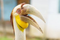 Indonesia, Java Timur, Kabany Banyuwangi, close up of parrot — Stock Photo