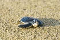 , Schildkröte im Sand am Strand — Stockfoto