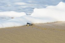 Tortuga desaparece en la espuma del mar en la playa - foto de stock