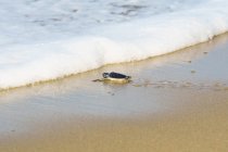 Tartaruga sulla strada verso il mare in spiaggia — Foto stock