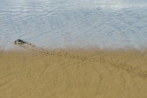 Черепаха на пути в море на пляже — стоковое фото