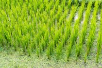 Indonésia, Bali, Karangasem, terraços de arroz na região Karangasem — Fotografia de Stock