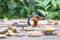 Prevosts Eichhörnchen (callosciurus prevostii) essen Banane sitzend auf Holzkonstruktion — Stockfoto