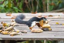 Prévost écureuil (Callosciurus prevostii) en cours d'exécution avec banane dans la bouche par la construction en bois dans le parc — Photo de stock