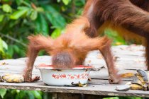 Indonesia, Kalimantan, Borneo, Kotawaringin Barat, Tanjung Puting National Park, Cachorro de orangután comiendo de un tazón sentado por la madre - foto de stock