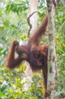 Indonésie, Kalimantan, Bornéo, Kotawaringin Barat, Tanjung Puting National Park, Orang-outan avec ourson (Pongo pygmaeus), accroché à un arbre — Photo de stock