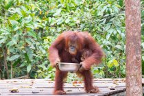 Filhote de orangotango (Pongo pygmaeus) com tigela de metal em construção de madeira em habitat natural — Fotografia de Stock