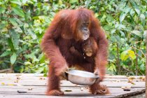 Indonésia, Kalimantan, Bornéu, Kotawaringin Barat, Tanjung Puting National Park, Orangutan e filhote (Pongo pygmaeus) bebendo leite de tigela — Fotografia de Stock