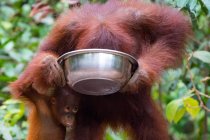 Indonesia, Kalimantan, Borneo, Kotawaringin Barat, Tanjung Puting National Park, Orangutan Lady with Child, Orangutan (Pongo pygmaeus.) - foto de stock
