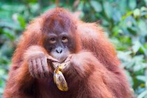 Крупным планом орангутанга, поедающего банан — стоковое фото