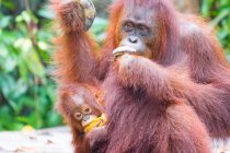 Индонезия, Калимантан, Борнео, Котаварингин Барат, Танджунг Путинг Национальный парк, Орангутан и детёныш (Pongo pygmaeus) едят бананы — стоковое фото