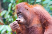 Nahaufnahme eines Orang-Utans beim Essen — Stockfoto