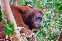Крупным планом орангутанга, сидящего на дереве и смотрящего в сторону — стоковое фото