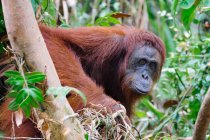 Primo piano di un orango tra alberi — Foto stock