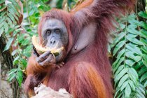 Orang utan mangeant de la noix de coco accroché à un arbre regardant la caméra — Photo de stock