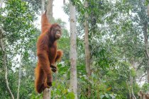 Indonesien, Kalimantan, Borneo, Kotawaringin Barat, Tanjung Puting National Park, Orang Utan Tree — Stockfoto