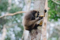 Gibbon de barba branca borneana (Hylobates albibis) no tronco da árvore — Fotografia de Stock