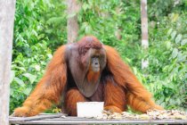 Indonesia, Kalimantan, Borneo, Kotawaringin Barat, Tanjung Puting National Park, Orangutan. - foto de stock