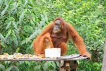 Indonesia, Kalimantan, Borneo, Kotawaringin Barat, Tanjung Puting National Park, Orangutans sitting on wooden construction with bowl and bananas — Stock Photo
