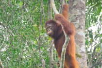 Orang-Utan hängt an Liane in natürlichem Lebensraum — Stockfoto
