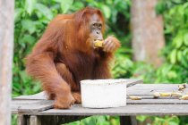 Orangutan eating bananas sitting on wooden construction in green forest — Stock Photo