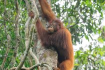 Male Orangutan(Pongo pygmaeus) hanging on green tree in natural habitat — Stock Photo