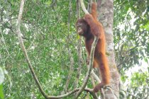 Orang-Utan auf Lianenbaum, zur Seite schauend — Stockfoto