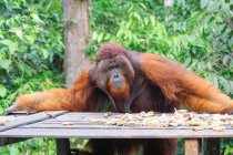 Male orangutan (Pongo pygmaeus)  by wooden construction with bananas in green forest — Stock Photo