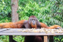 Orangután (Pongo pygmaeus) macho por mesa de madera con plátanos en hábitat verde - foto de stock