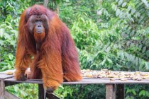 Orangutan maschio (Pongo pygmaeus) su tavolo di legno con banane — Foto stock