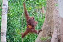 Indonésia, Kalimantan, Bornéu, Kotawaringin Barat, Tanjung Puting National Park, Orangutan Lady with Child — Fotografia de Stock