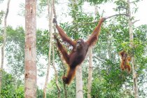 Indonesia, Kalimantan, Borneo, Kotawaringin Barat, Tanjung Puting National Park, Orangután con cachorro (Pongo pygmaeus), colgando de los árboles - foto de stock