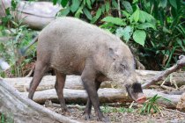 Warzenschwein im grünen Dschungel, Tanjung Puting Nationalpark, Bartschwein, Kotawaringin Barat, Borneo, Kalimantan, Indonesien — Stockfoto