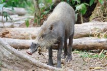 Indonesia, Kalimantan, Borneo, Kotawaringin Barat, Tanjung Puting National Park, Bartschwein, Bearded Pig. - foto de stock