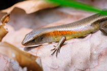 Indonésie, Kalimantan, Bornéo, Kotawaringin Barat, Tanjung Puting National Park, gros plan sur les reptiles — Photo de stock