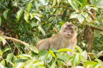 Long-tailed Macaque (Macaca fascicularis) in green trees — Stock Photo