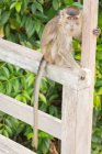 Macaco de cauda longa (Macaca fascicularis) sentado na cerca de madeira, olhando para a câmera — Fotografia de Stock