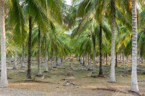 Indonesia, Sulawesi Tengah, Islas Banggai, bosque de palmeras - foto de stock