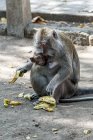 Singes assis avec des bananes dans le parc, Kabembaten Jembrana, Bali, Indonésie — Photo de stock