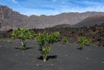 Kapverden, Fogo, Santa Catarina, Wanderung zum Vulkan Fogo, exotische Pflanzen im Vordergrund — Stockfoto