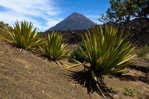 Кабо-Верде, Фого, Санта-Катарина, пейзаж с вулканом Фого, экзотические растения на переднем плане — стоковое фото