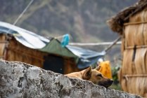 Cabo Verde, Santo Antao, Paul, perro en la aldea en Valle do Paul . - foto de stock